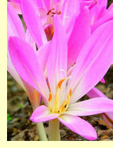 ,  ,   (Colchicum autumnale)